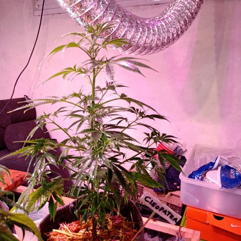 Cleopatra growlog timeline photo