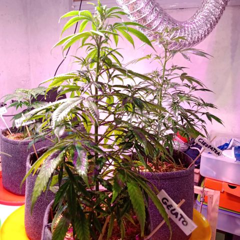 Gelato growlog timeline photo