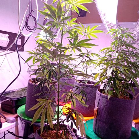 Gelato Cake growlog timeline photo