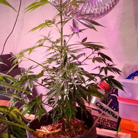 Cleopatra growlog timeline photo