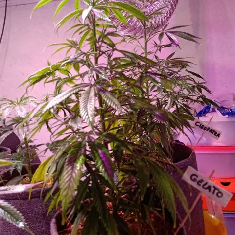 Gelato growlog timeline photo