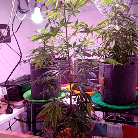 Gelato Cake growlog timeline photo