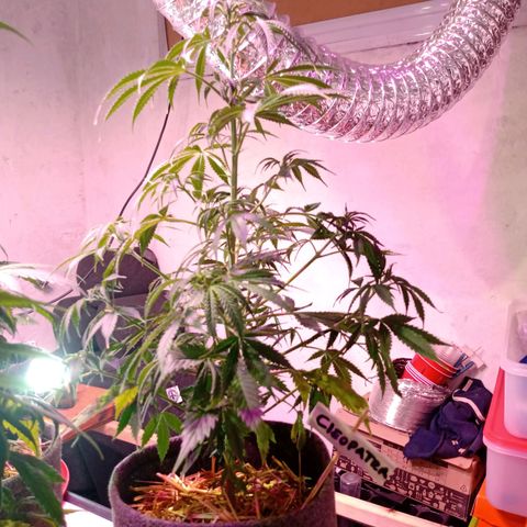 Cleopatra growlog timeline photo