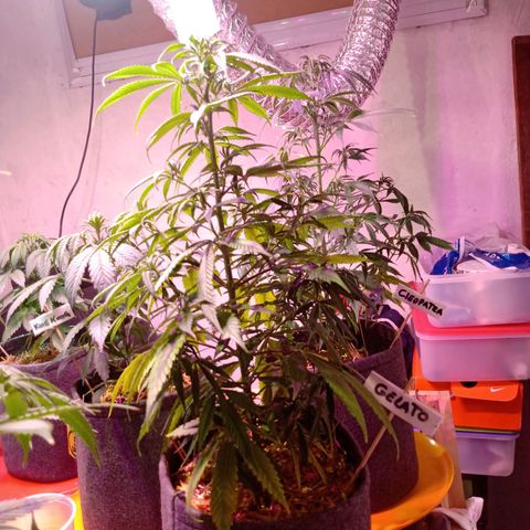 Gelato growlog timeline photo