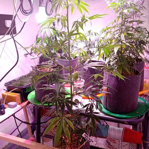 Gelato Cake growlog timeline photo