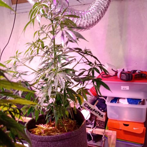 Cleopatra growlog timeline photo