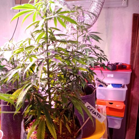 Gelato growlog timeline photo