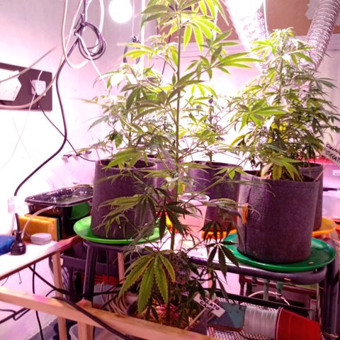 Gelato Cake growlog timeline photo