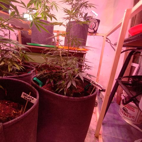 Cleopatra growlog timeline photo