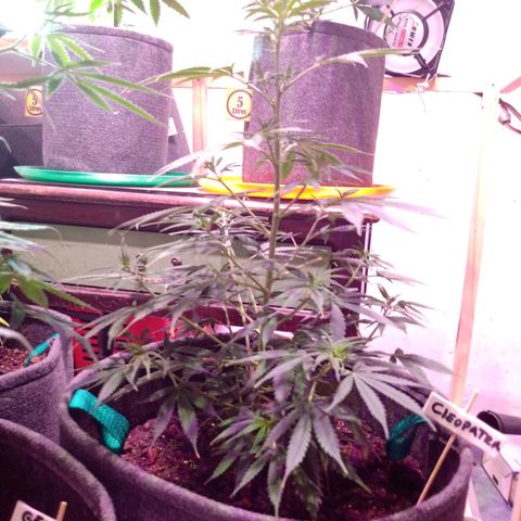 Cleopatra growlog timeline photo