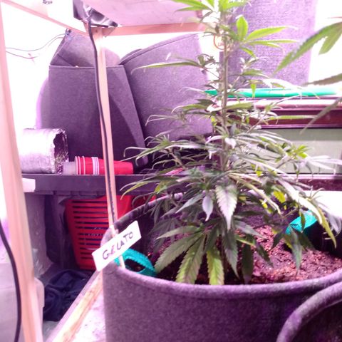 Gelato growlog timeline photo