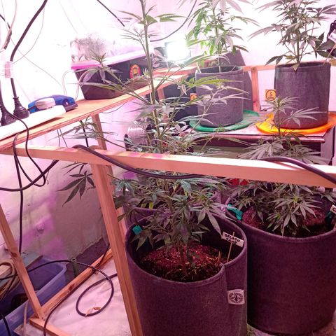 Gelato Cake growlog timeline photo