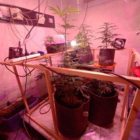 Gelato Cake growlog timeline photo