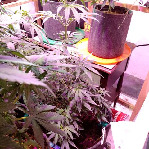 Cleopatra growlog timeline photo