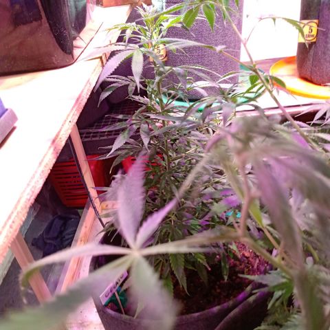 Gelato growlog timeline photo