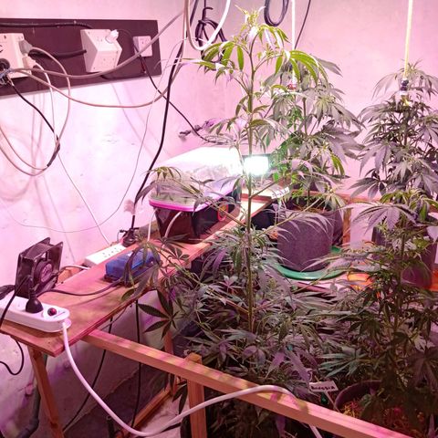 Gelato Cake growlog timeline photo
