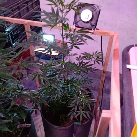 Cleopatra growlog timeline photo