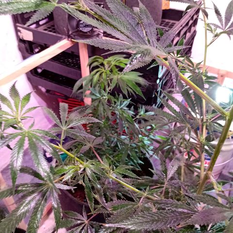 Gelato growlog timeline photo