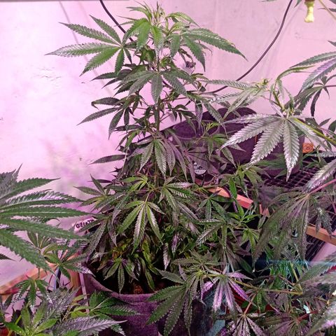 Gelato growlog timeline photo