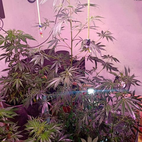 Gelato Cake growlog timeline photo