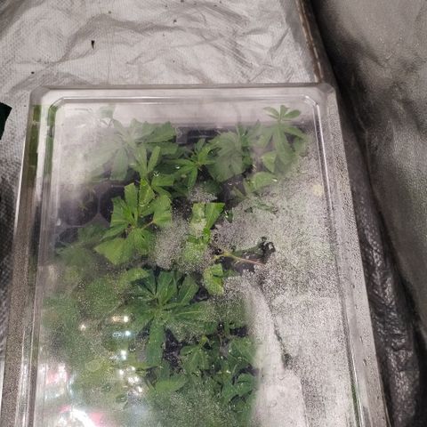 Super Cheese clones growlog photo: 6 super cheese 