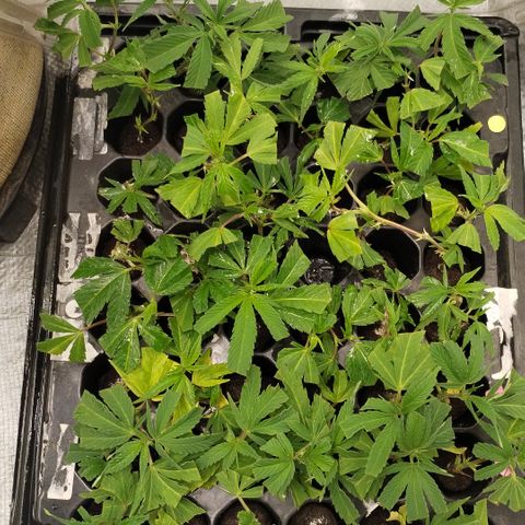 Super Cheese clones growlog timeline photo