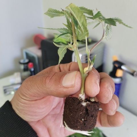 Super Cheese clones growlog timeline photo