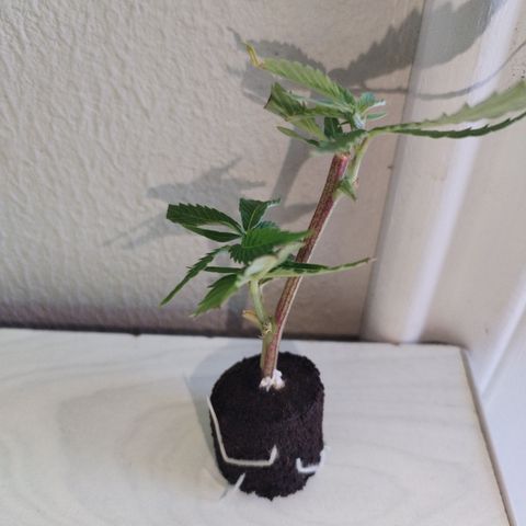 Super Cheese clones growlog timeline photo