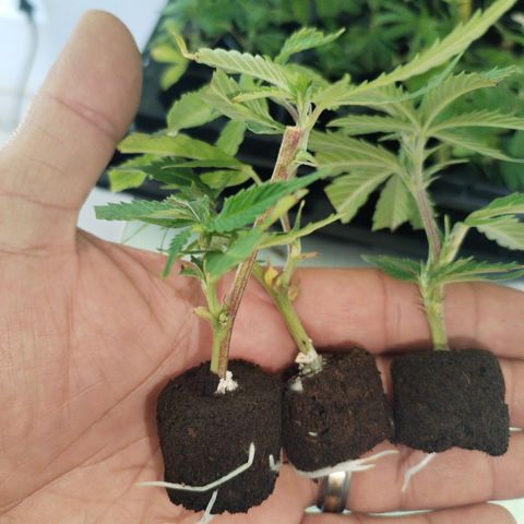 Super Cheese clones growlog timeline photo