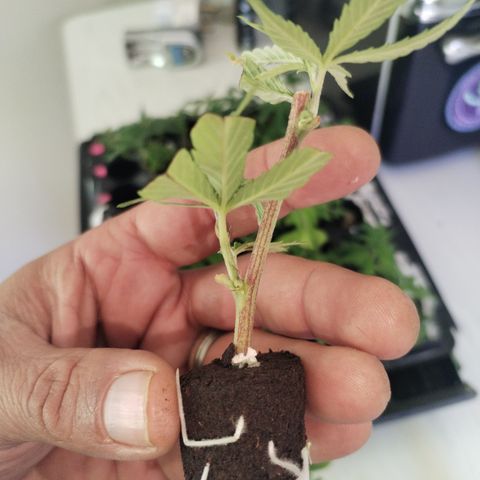 Super Cheese clones growlog timeline photo