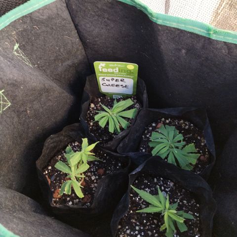 Super Cheese clones growlog timeline photo