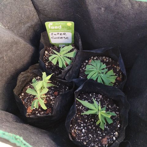 Super Cheese clones growlog timeline photo
