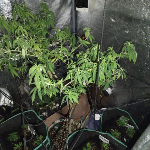 Super Cheese clones growlog timeline photo