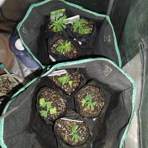 Super Cheese clones growlog timeline photo