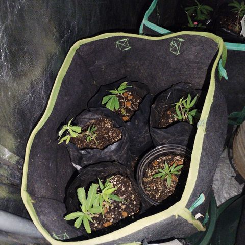 Super Cheese clones growlog timeline photo