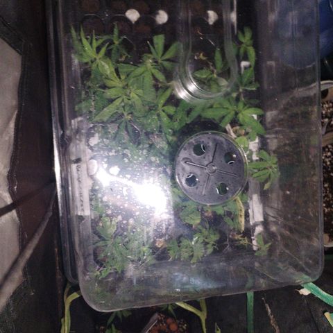 Super Cheese clones growlog timeline photo