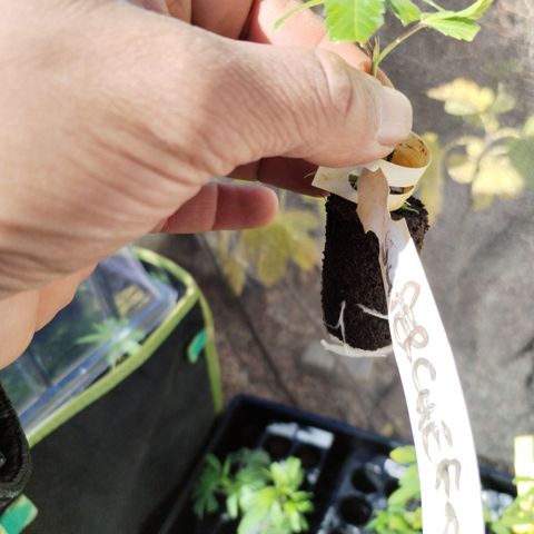 Super Cheese clones growlog timeline photo