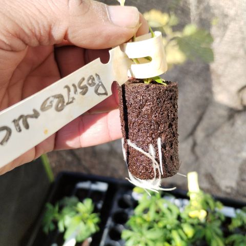 Super Cheese clones growlog timeline photo