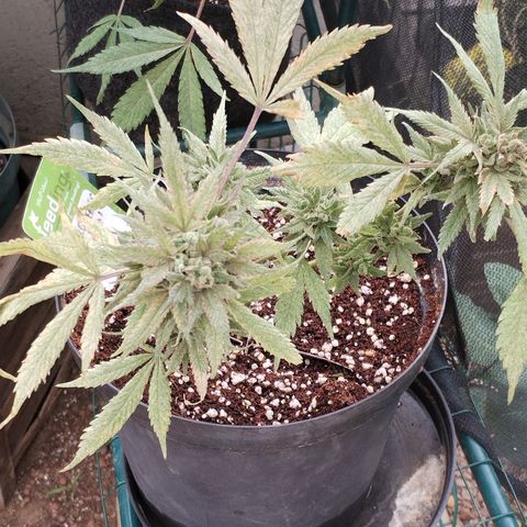Super Cheese clones growlog timeline photo