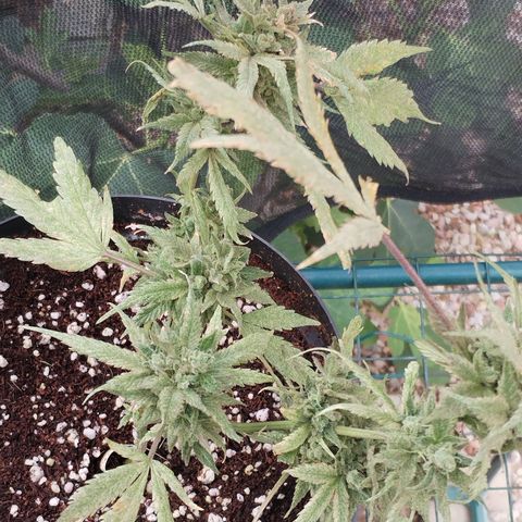 Super Cheese clones growlog timeline photo