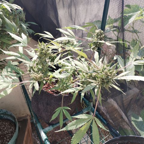 Super Cheese clones growlog timeline photo