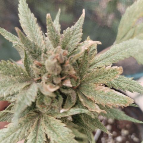 Super Cheese clones growlog timeline photo