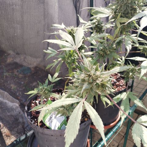Super Cheese clones growlog timeline photo