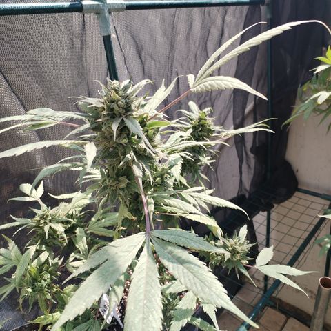 Super Cheese clones growlog timeline photo