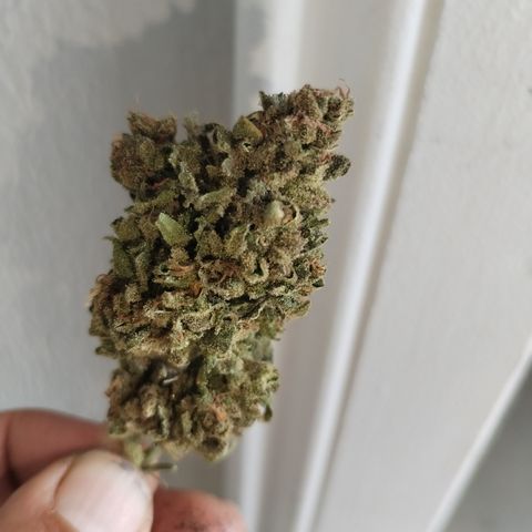Super Cheese clones growlog timeline photo