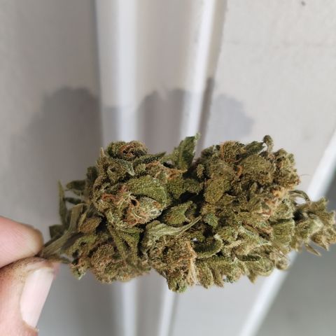 Super Cheese clones growlog timeline photo