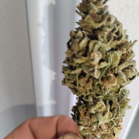 Super Cheese clones growlog timeline photo
