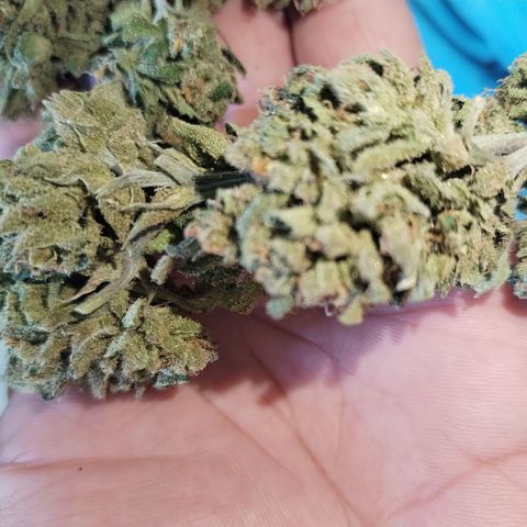 Super Cheese clones growlog timeline photo