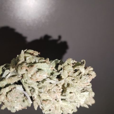 Super Cheese clones growlog photo: And just like that… she’s done!
Final weight on the scale: 44.24g of proudly grown, home-crafted goodness. A solid haul of chunky, well-cured buds that look like they’ve been through gym season and came out flexing.