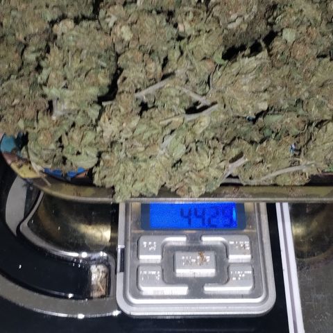 Super Cheese clones growlog photo: And just like that… she’s done!
Final weight on the scale: 44.24g of proudly grown, home-crafted goodness. A solid haul of chunky, well-cured buds that look like they’ve been through gym season and came out flexing.